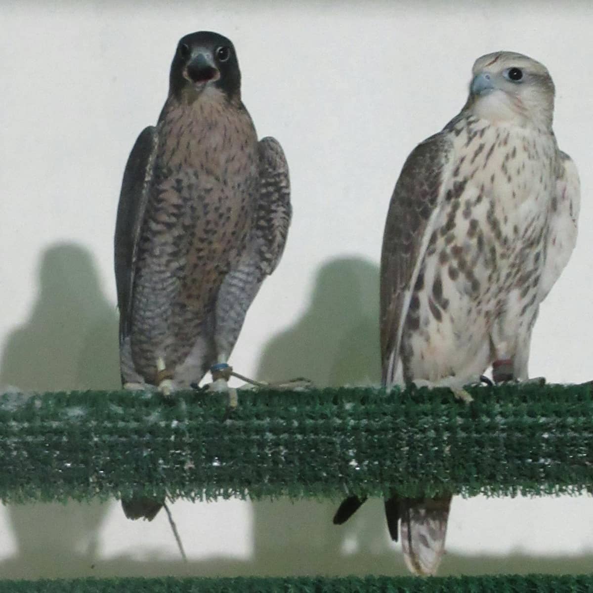 Tour the Abu Dhabi Falcon Hospital